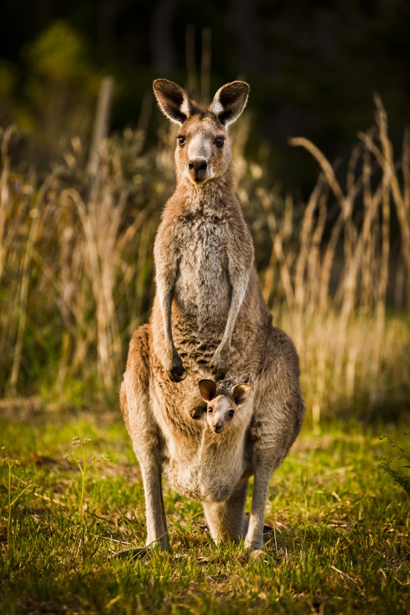 Kangeroo Crescent Head NSW