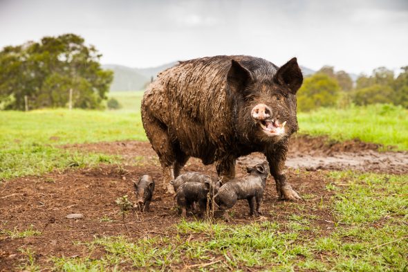 Tastings on Hastings event Meals in the Fields by Alicia Fox, Port Macquarie Photographer