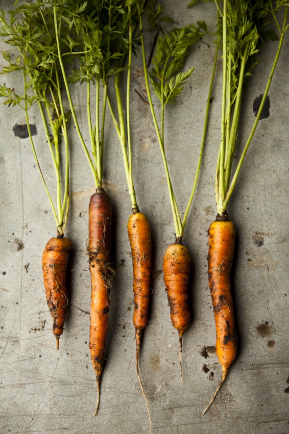 Homegrown Organic Carrots by Alicia Fox