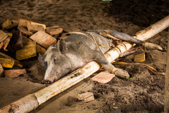 Free Range Pic in Papau New Guinea