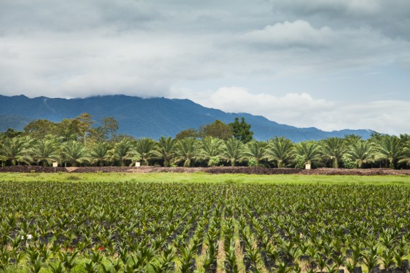 Palm Oil Plantation in PNG