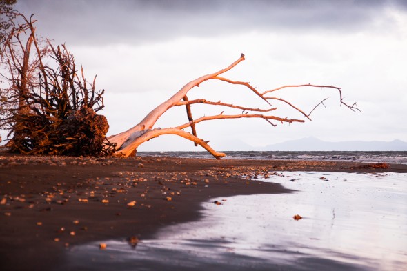 Fallen treen on beach in PNG reportedly due to climate change