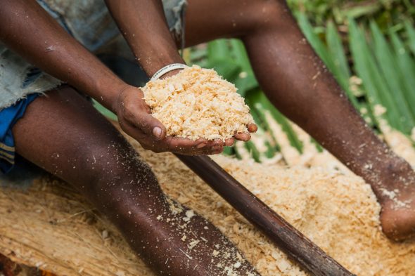 Traditional sago production by 6590b Alicia Fox Photography