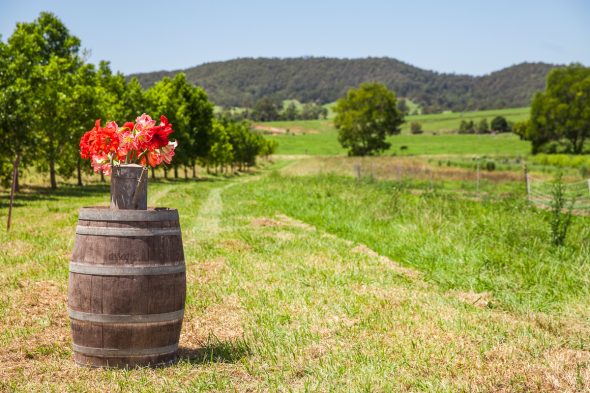 Tastings on Hastings event Meals in the Fields by Alicia Fox, Port Macquarie Photographer